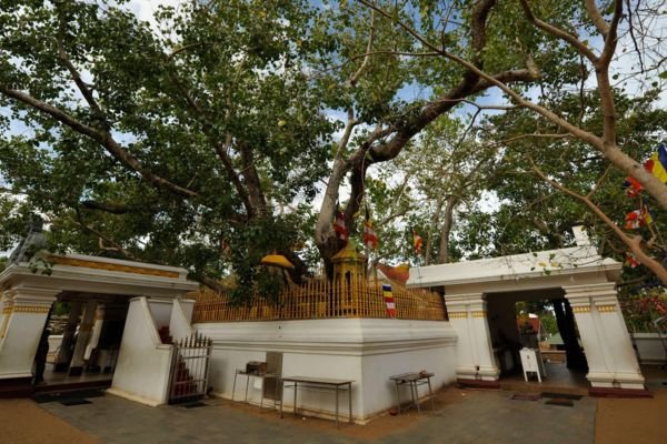 Views Lanka Tours