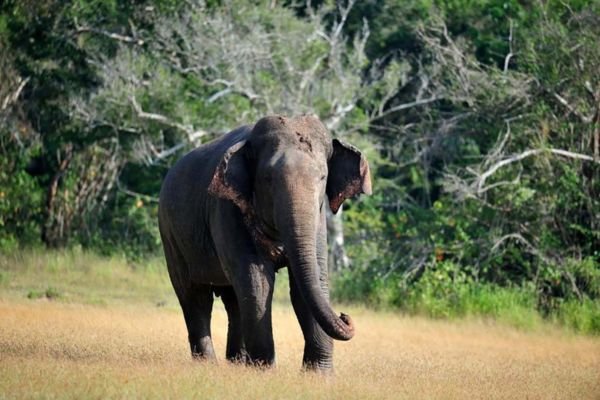 <span>Day 04 </span>Yala National park