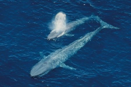 Whale Watching in Sri Lanka