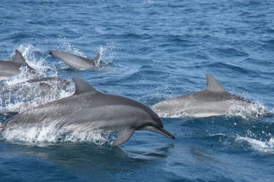 Whales and Dolphins Watching Experience in Mirissa and visit Galle Dutch fort