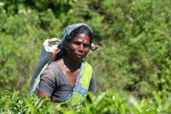 All about: World’s Best Sri Lankan Tea