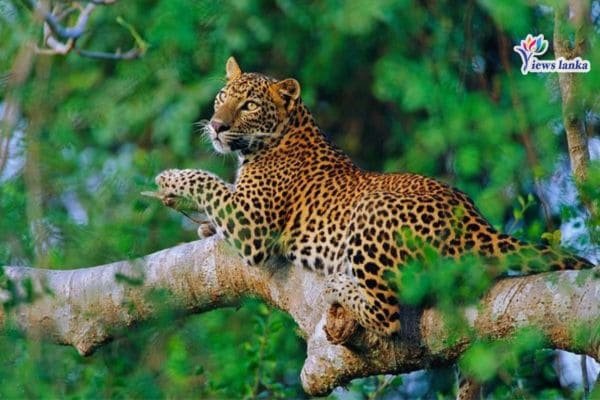 Views Lanka Tours