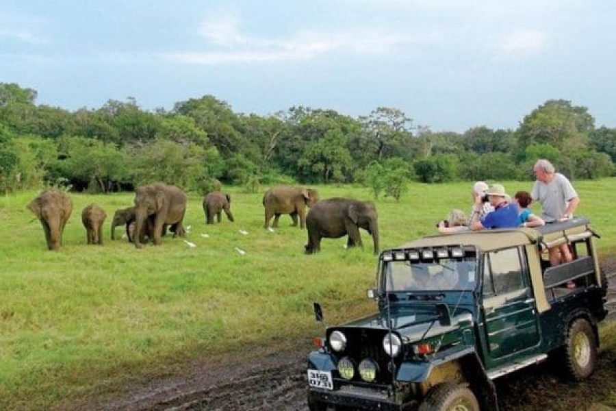 All-Inclusive Sigiriya Rock Fortress and Minneriya National Park safari Private Day Trip