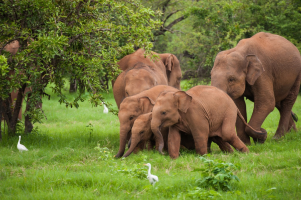Views Lanka Tours