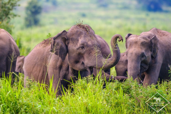 Views Lanka Tours